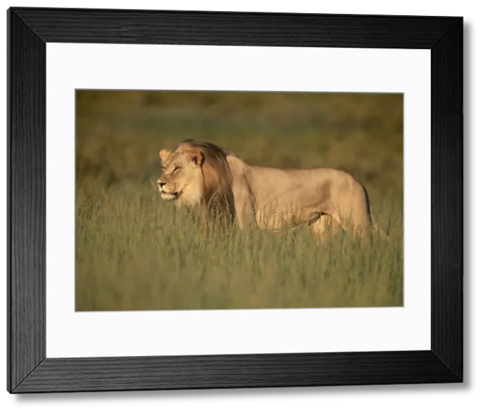 Framed Print : Lion (Panthera leo), Kgalagadi Transfrontier Park, South Africa, Africa Framed Print : Lion (Panthera leo), Kgalagadi Transfrontier Park, South Africa, Africa