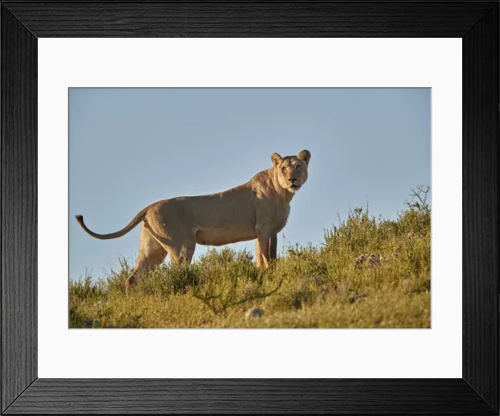 Framed Print : Lioness (Lion, Panthera leo), Kgalagadi Transfrontier Park, South Africa, Africa Framed Print : Lioness (Lion, Panthera leo), Kgalagadi Transfrontier Park, South Africa, Africa
