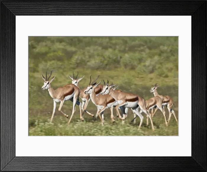 Framed Print : Group of springbok (Antidorcas marsupialis) running, Kgalagadi Transfrontier Park Framed Print : Group of springbok (Antidorcas marsupialis) running, Kgalagadi Transfrontier Park