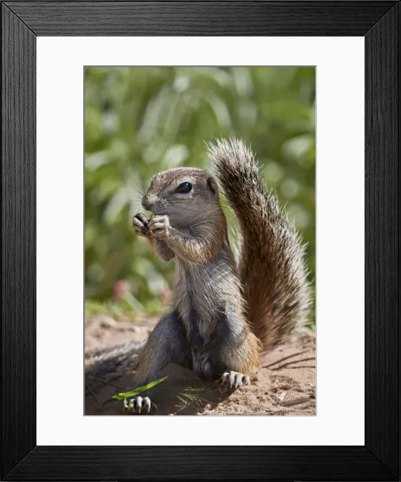 Framed Print : Cape ground squirrel (Xerus inauris), juvenile, Kgalagadi Transfrontier Park, South Africa Framed Print : Cape ground squirrel (Xerus inauris), juvenile, Kgalagadi Transfrontier Park, South Africa