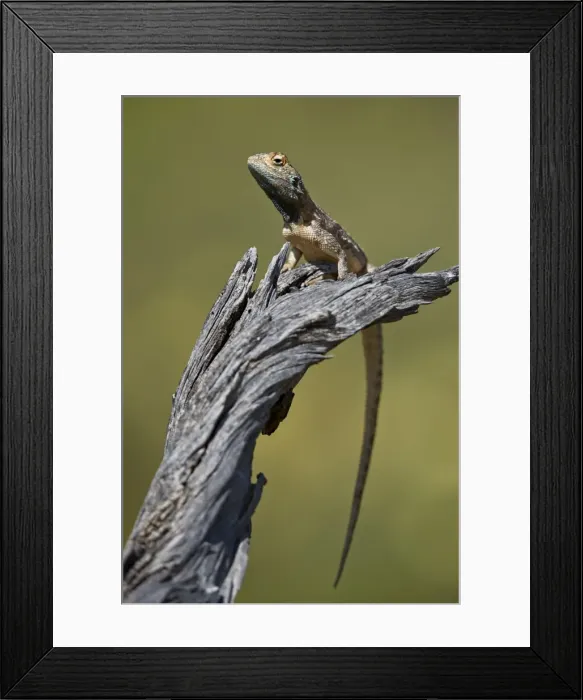 Framed Print : Ground agama (Agama aculeata aculeata), male, Kgalagadi Transfrontier Park, South Africa Framed Print : Ground agama (Agama aculeata aculeata), male, Kgalagadi Transfrontier Park, South Africa