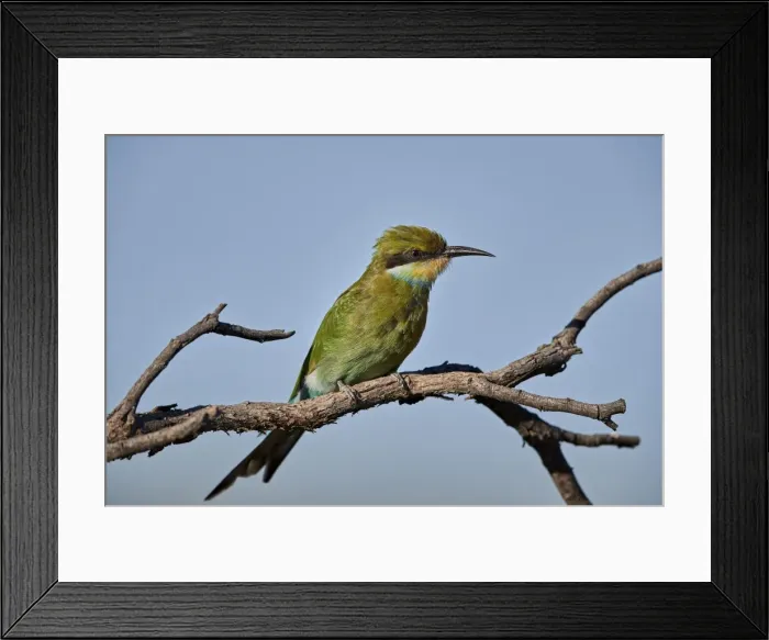 Framed Print : Swallow-tailed bee-eater (Merops hirundineus), Kgalagadi Transfrontier Park, South Africa Framed Print : Swallow-tailed bee-eater (Merops hirundineus), Kgalagadi Transfrontier Park, South Africa