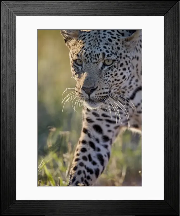 Framed Print : Leopard (Panthera pardus), male, Kgalagadi Transfrontier Park, South Africa, Africa Framed Print : Leopard (Panthera pardus), male, Kgalagadi Transfrontier Park, South Africa, Africa