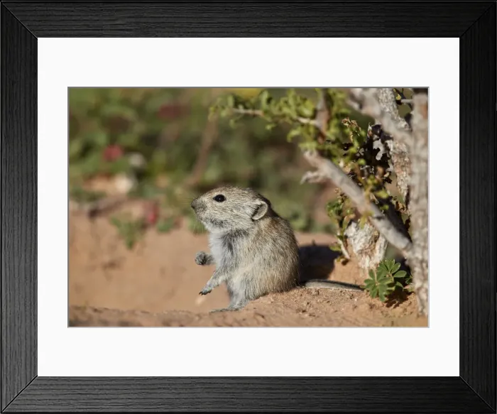 Framed Print : Brants whistling rat (Parotomys brantsii), Kgalagadi Transfrontier Park, South Africa Framed Print : Brants whistling rat (Parotomys brantsii), Kgalagadi Transfrontier Park, South Africa