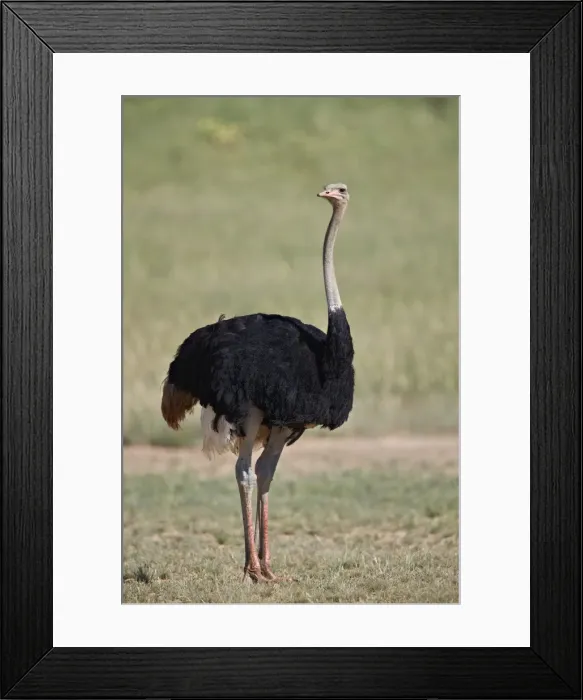 Framed Print : Common ostrich (Struthio camelus), male in breeding plumage, Kgalagadi Transfrontier Park Framed Print : Common ostrich (Struthio camelus), male in breeding plumage, Kgalagadi Transfrontier Park