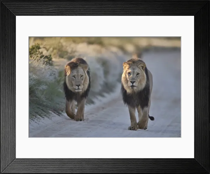 Framed Print : Two lions (Panthera leo), Kgalagadi Transfrontier Park, South Africa, Africa Framed Print : Two lions (Panthera leo), Kgalagadi Transfrontier Park, South Africa, Africa