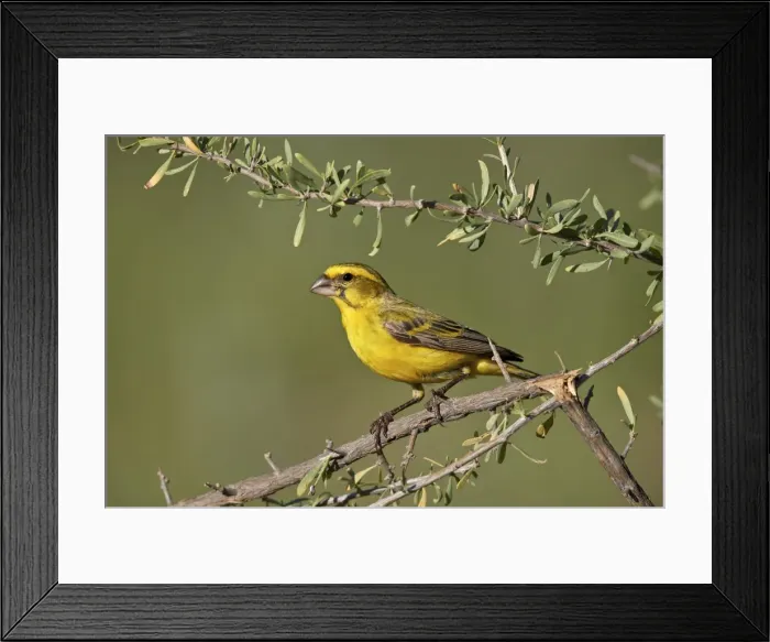 Framed Print : Yellow canary (Crithagra flaviventris), male, Kgalagadi Transfrontier Park, South Africa Framed Print : Yellow canary (Crithagra flaviventris), male, Kgalagadi Transfrontier Park, South Africa