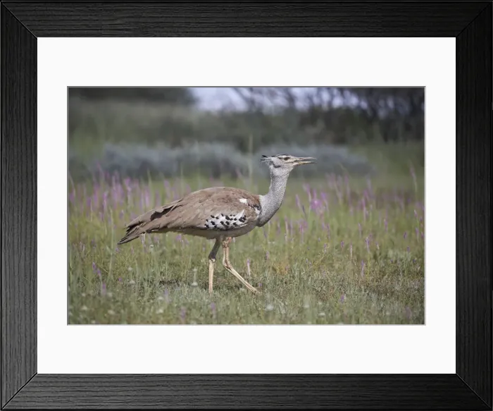 Framed Print : Kori bustard (Ardeotis kori), Kgalagadi Transfrontier Park, South Africa, Africa Framed Print : Kori bustard (Ardeotis kori), Kgalagadi Transfrontier Park, South Africa, Africa