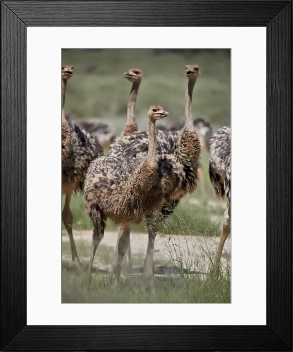 Framed Print : Immature common ostrich (Struthio camelus), Kgalagadi Transfrontier Park, South Africa Framed Print : Immature common ostrich (Struthio camelus), Kgalagadi Transfrontier Park, South Africa