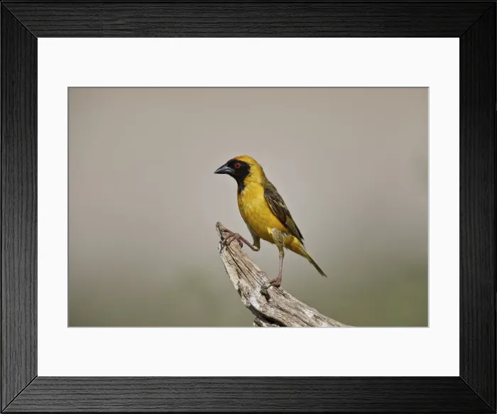 Framed Print : Southern masked weaver (Ploceus velatus), male, Kgalagadi Transfrontier Park, South Africa Framed Print : Southern masked weaver (Ploceus velatus), male, Kgalagadi Transfrontier Park, South Africa