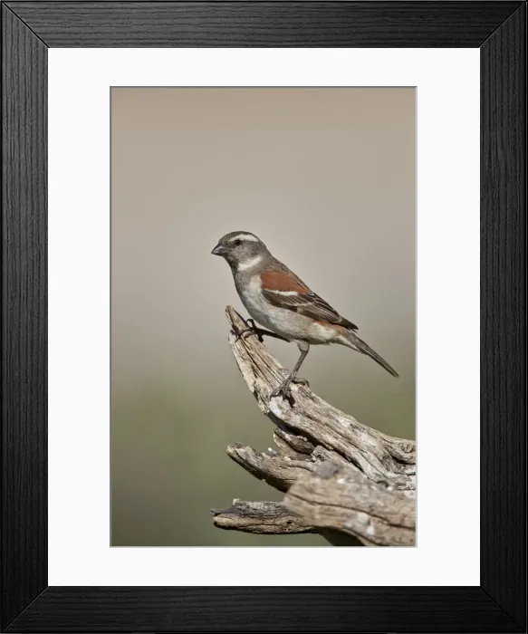 Framed Print : Great sparrow (Passer motitensis), female, Kgalagadi Transfrontier Park, South Africa Framed Print : Great sparrow (Passer motitensis), female, Kgalagadi Transfrontier Park, South Africa