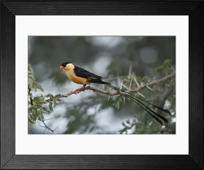 Framed Print : Shaft-tailed whydah (Vidua regia), male, Kgalagadi Transfrontier Park, South Africa Framed Print : Shaft-tailed whydah (Vidua regia), male, Kgalagadi Transfrontier Park, South Africa