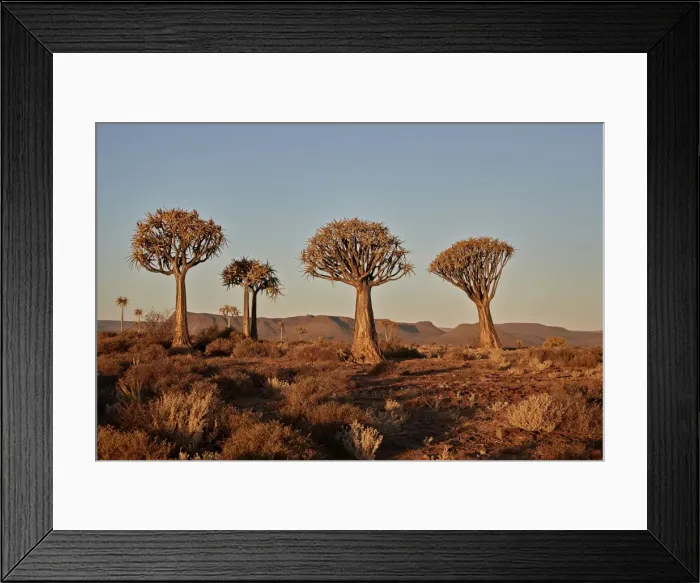 Framed Print : Quiver trees (Kokerboom) (Aloe dichotoma), Gannabos, Namakwa, Namaqualand, South Africa Framed Print : Quiver trees (Kokerboom) (Aloe dichotoma), Gannabos, Namakwa, Namaqualand, South Africa