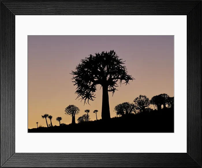 Framed Print : Quiver tree (Kokerboom) (Aloe dichotoma), Gannabos, Namakwa, Namaqualand, South Africa Framed Print : Quiver tree (Kokerboom) (Aloe dichotoma), Gannabos, Namakwa, Namaqualand, South Africa