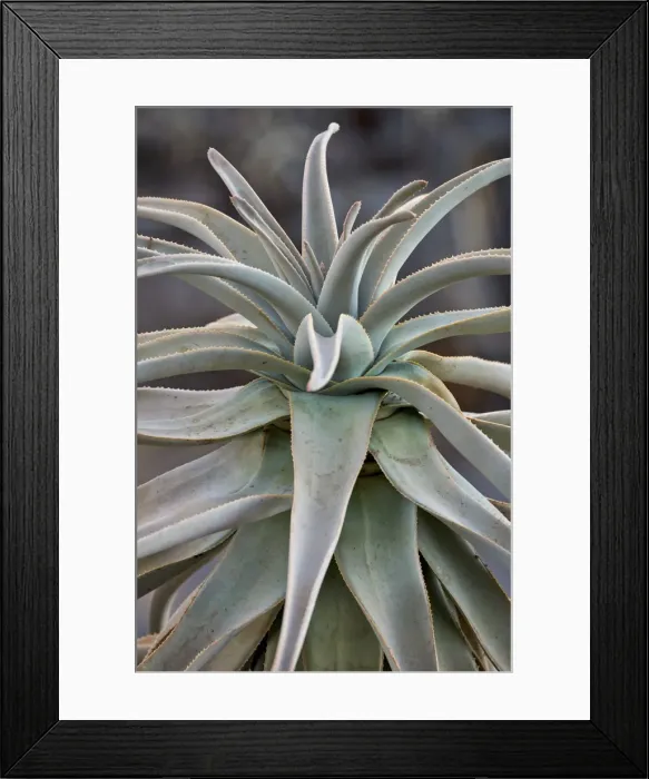 Framed Print : Quiver tree (Kokerboom) (Aloe dichotoma) leaves, Gannabos, Namakwa, Namaqualand, South Africa