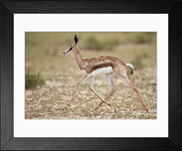 Framed Print : Springbok (Antidorcas marsupialis) calf running, Kgalagadi Transfrontier Park, South Africa Framed Print : Springbok (Antidorcas marsupialis) calf running, Kgalagadi Transfrontier Park, South Africa