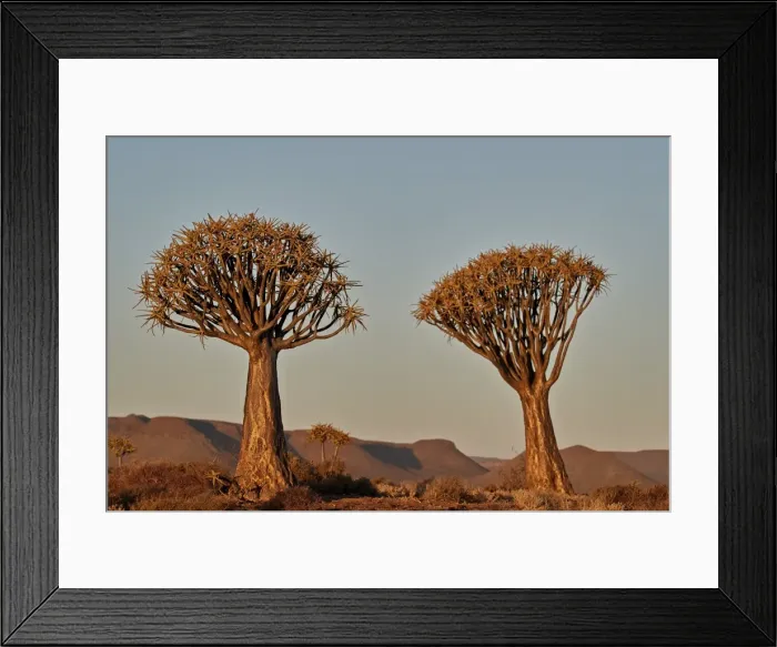 Framed Print : Quiver tree (Kokerboom) (Aloe dichotoma), Gannabos, Namakwa, Namaqualand, South Africa Framed Print : Quiver tree (Kokerboom) (Aloe dichotoma), Gannabos, Namakwa, Namaqualand, South Africa