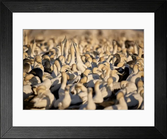 Framed Print : Cape Gannet (Morus capensis) colony, Bird Island, Lamberts Bay, South Africa, Africa
