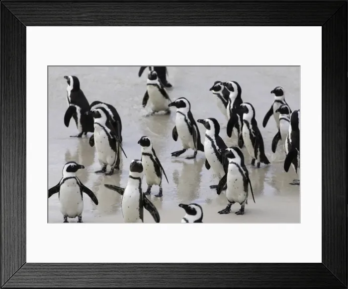 Framed Print : African penguins (Jackass penguins) on Boulders Beach, Simons Town, Cape Town, Western Cape Framed Print : African penguins (Jackass penguins) on Boulders Beach, Simons Town, Cape Town, Western Cape