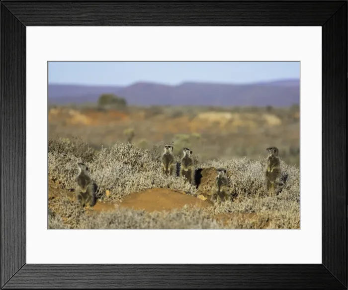 Framed Print : Meerkats, Oudtshoorn, Western Cape, South Africa, Africa Framed Print : Meerkats, Oudtshoorn, Western Cape, South Africa, Africa