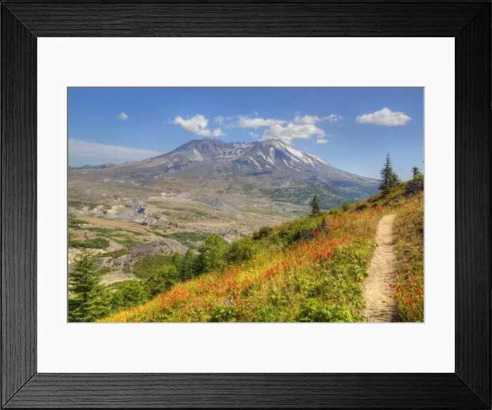 Framed Print : Mount St. Helens with wild flowers, Mount St. Helens National Volcanic Monument, Washington State Framed Print : Mount St. Helens with wild flowers, Mount St. Helens National Volcanic Monument, Washington State