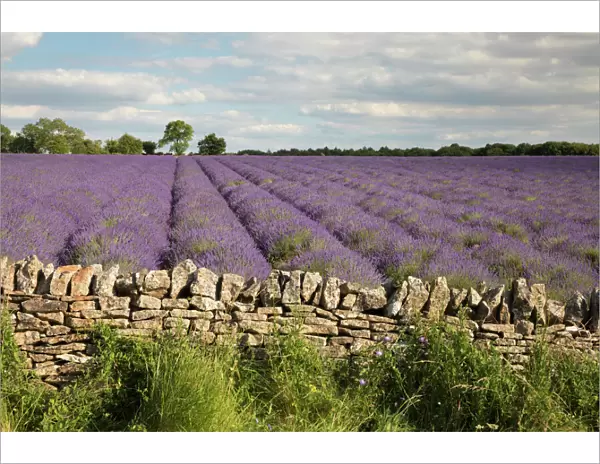 Cotswold Lavender field with Cotswold dry stone wall, Snowshill, Cotswolds, Gloucestershire