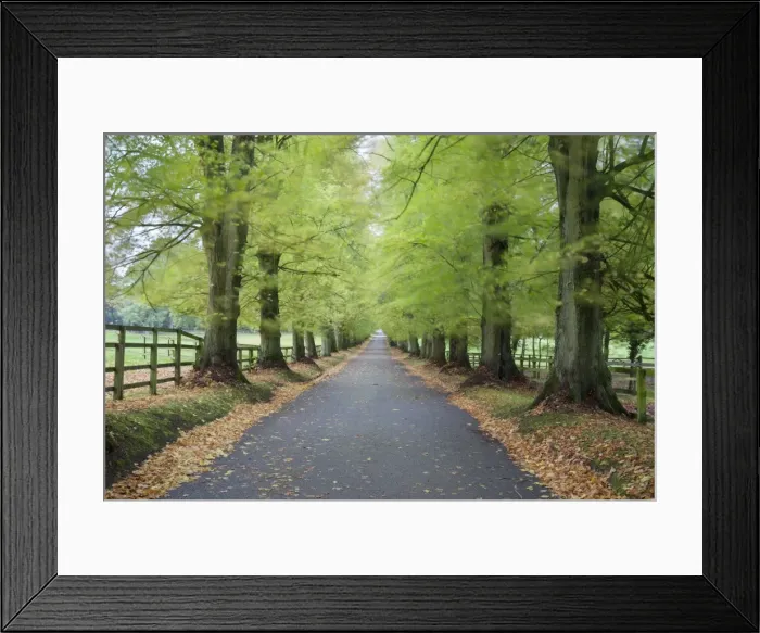Framed Print : Road leading through avenue of beech trees with fallen autumn leaves, Batsford, Gloucestershire Framed Print : Road leading through avenue of beech trees with fallen autumn leaves, Batsford, Gloucestershire
