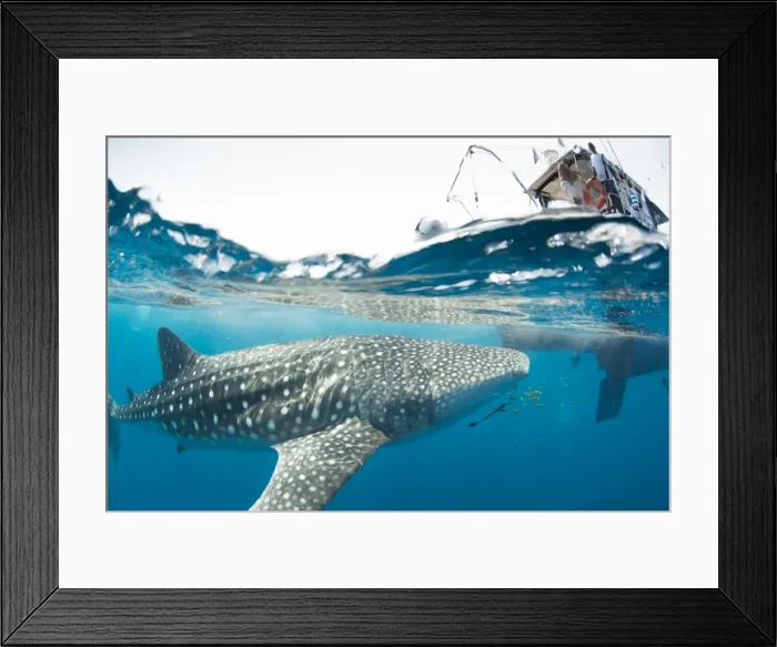 Framed Print : Whale shark, Sakatia Island, Madagascar, Indian Ocean, Africa Framed Print : Whale shark, Sakatia Island, Madagascar, Indian Ocean, Africa