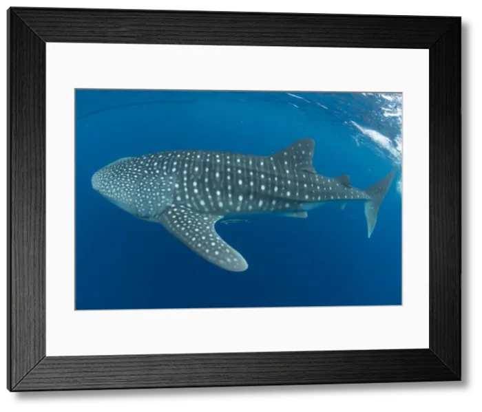 Framed Print : Whale shark, Madagascar, Indian Ocean, Africa Framed Print : Whale shark, Madagascar, Indian Ocean, Africa