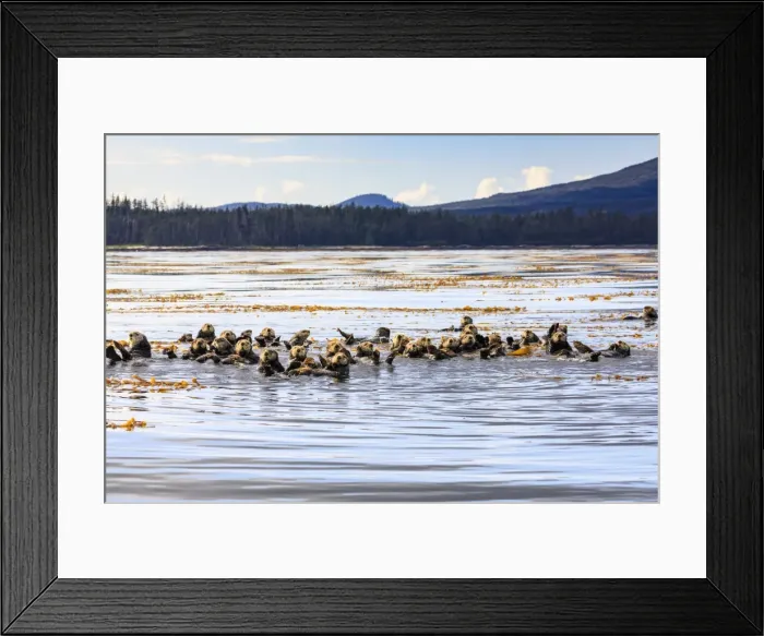 Framed Print : Sea otters (Enhyrda lutris), endangered species, calm waters of Sitka Sound, Sitka Framed Print : Sea otters (Enhyrda lutris), endangered species, calm waters of Sitka Sound, Sitka