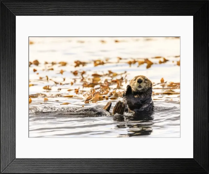 Framed Print : Sea otter (Enhyrda lutris), endangered species, calm waters of Sitka Sound, Sitka Framed Print : Sea otter (Enhyrda lutris), endangered species, calm waters of Sitka Sound, Sitka