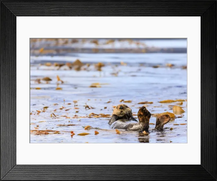 Framed Print : Sea otter (Enhyrda lutris), endangered species, calm waters of Sitka Sound, Sitka Framed Print : Sea otter (Enhyrda lutris), endangered species, calm waters of Sitka Sound, Sitka