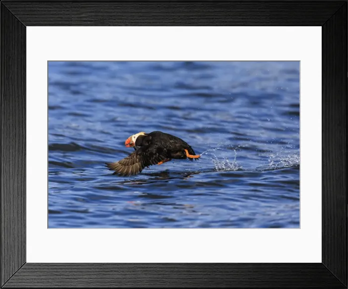 Framed Print : Tufted puffin (Fratercula cirrhata) in flight over the sea, with catch, Sitka Sound Framed Print : Tufted puffin (Fratercula cirrhata) in flight over the sea, with catch, Sitka Sound