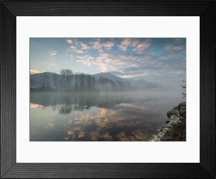 Framed Print : Swans in River Mera at sunrise, Sorico, Como province, Lower Valtellina, Lombardy Framed Print : Swans in River Mera at sunrise, Sorico, Como province, Lower Valtellina, Lombardy