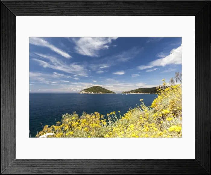 Framed Print : Yellow wild flowers, Gulf of Procchio, Marciana, Elba Island, Livorno Province, Tuscany Framed Print : Yellow wild flowers, Gulf of Procchio, Marciana, Elba Island, Livorno Province, Tuscany