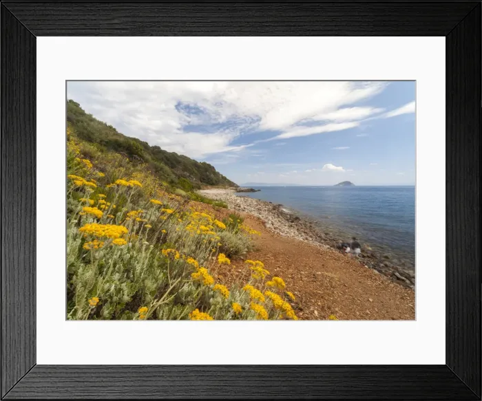 Framed Print : Wild flowers at Sansone Beach, Portoferraio, Elba Island, Livorno Province, Tuscany Framed Print : Wild flowers at Sansone Beach, Portoferraio, Elba Island, Livorno Province, Tuscany