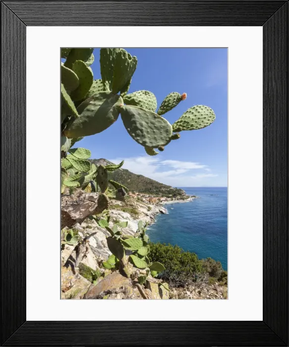 Framed Print : Prickly pears on rocks above the sea, Pomonte, Marciana, Elba Island, Livorno Province Framed Print : Prickly pears on rocks above the sea, Pomonte, Marciana, Elba Island, Livorno Province