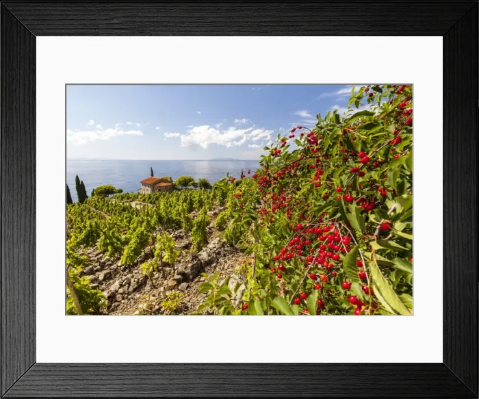Framed Print : Red berries in cultivated fields, Pomonte, Marciana, Elba Island, Livorno Province Framed Print : Red berries in cultivated fields, Pomonte, Marciana, Elba Island, Livorno Province