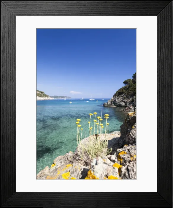Framed Print : Wild flowers, Fetovaia Beach, Campo nell Elba, Elba Island, Livorno Province, Tuscany Framed Print : Wild flowers, Fetovaia Beach, Campo nell Elba, Elba Island, Livorno Province, Tuscany