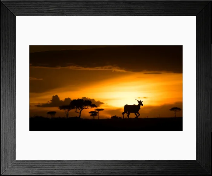 Framed Print : Eland at sunset, Masai Mara, Kenya, East Africa, Africa Framed Print : Eland at sunset, Masai Mara, Kenya, East Africa, Africa