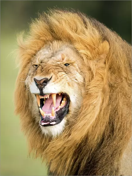 Roaring Lion, Masai Mara, Kenya, East Africa, Africa