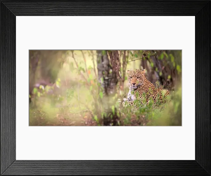 Framed Print : Leopard, Masai Mara, Kenya, East Africa, Africa Framed Print : Leopard, Masai Mara, Kenya, East Africa, Africa