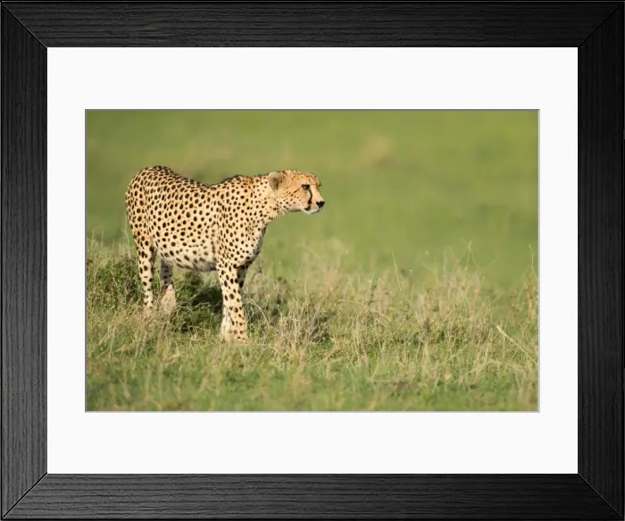 Framed Print : Cheetah stalking, Masai Mara, Kenya, East Africa, Africa Framed Print : Cheetah stalking, Masai Mara, Kenya, East Africa, Africa