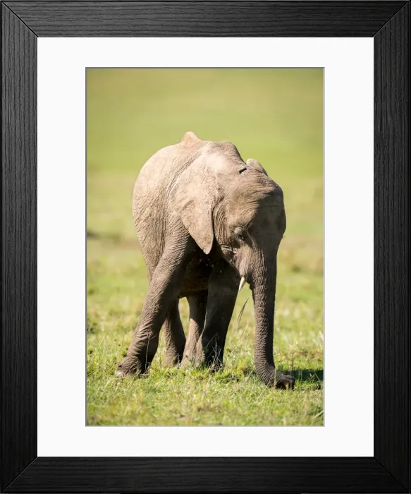 Framed Print : Young elephant, Masai Mara, Kenya, East Africa, Africa Framed Print : Young elephant, Masai Mara, Kenya, East Africa, Africa
