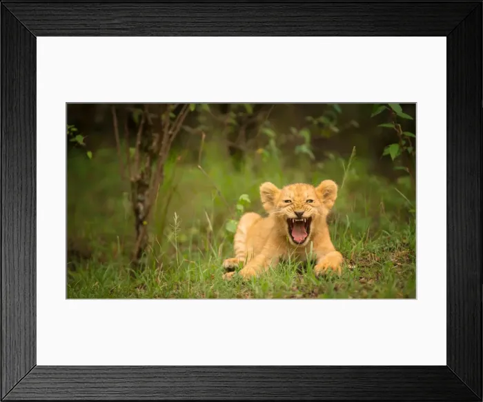 Framed Print : Lion cub roaring, Masai Mara, Kenya, East Africa, Africa Framed Print : Lion cub roaring, Masai Mara, Kenya, East Africa, Africa