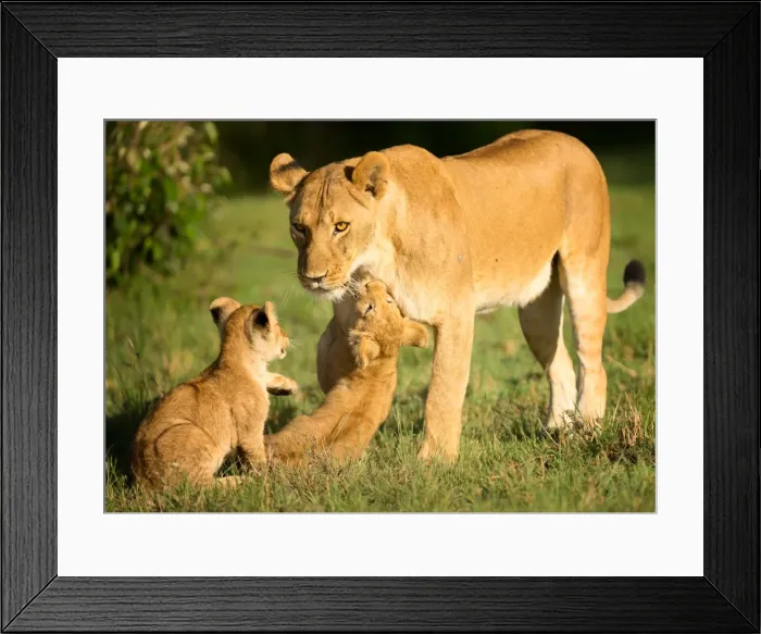 Framed Print : Lioness and cubs, Masai Mara, Kenya, East Africa, Africa Framed Print : Lioness and cubs, Masai Mara, Kenya, East Africa, Africa