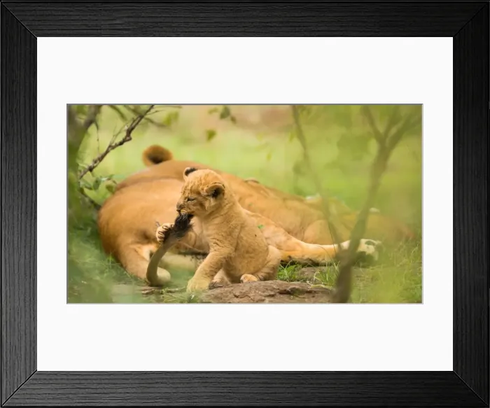 Framed Print : Lion cub biting mothers tail, Masai Mara, Kenya, East Africa, Africa Framed Print : Lion cub biting mothers tail, Masai Mara, Kenya, East Africa, Africa