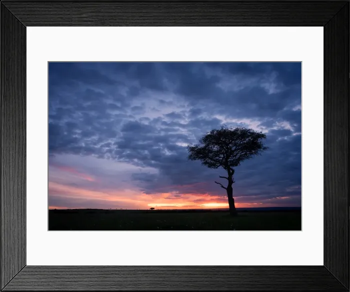 Framed Print : Acacia tree at sunset, Masai Mara, Kenya, East Africa, Africa Framed Print : Acacia tree at sunset, Masai Mara, Kenya, East Africa, Africa
