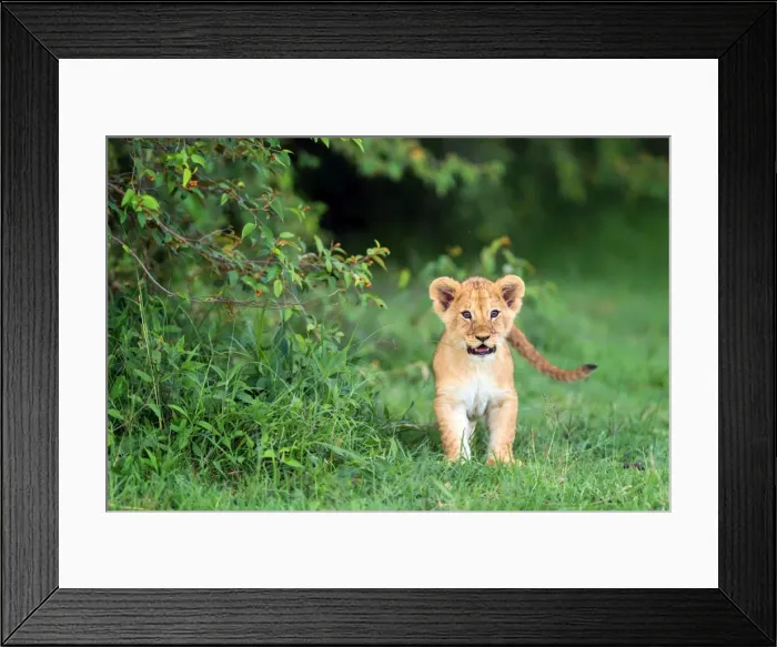 Framed Print : Lion cub, Masai Mara, Kenya, East Africa, Africa Framed Print : Lion cub, Masai Mara, Kenya, East Africa, Africa