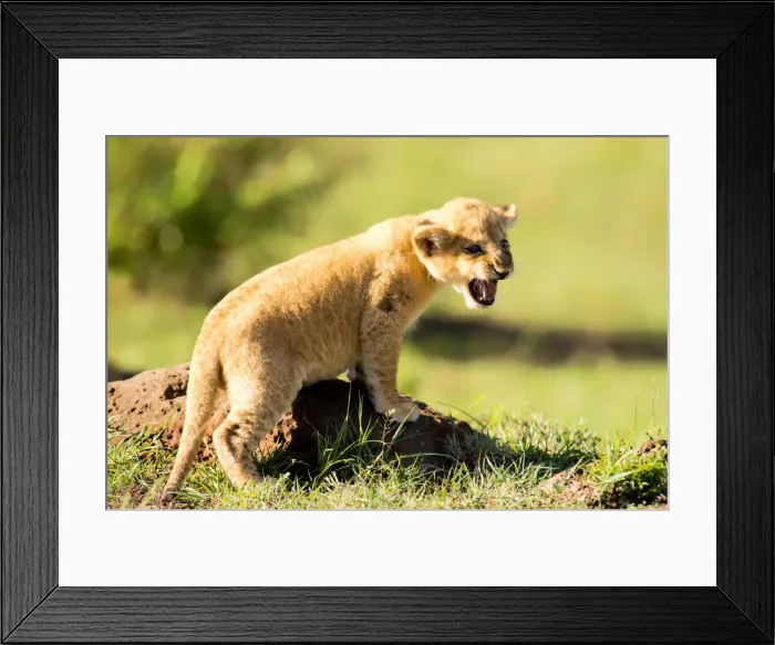 Framed Print : Lion cub calling, Masai Mara, Kenya, East Africa, Africa Framed Print : Lion cub calling, Masai Mara, Kenya, East Africa, Africa
